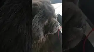 Мишка ест орешки