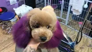 Cute Dog #shorts