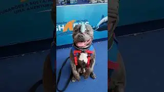 CONHECI OS TUBARÕES #dog #babyshark #tubarão #pet #pitbull