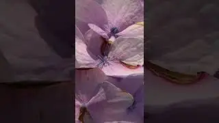 How To Change Hydrangea Color