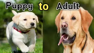 TOP 15 DOG BREEDS From Puppy to Adult || Dog Breeds ||| 4LEGGED