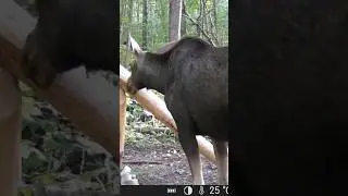 ЛОСИХА НА СОЛОНЦЕ
