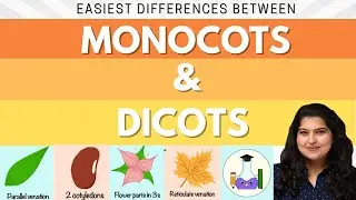 Easiest Differences between Monocots & Dicots | What are Monocotyledonous & Dicotyledonous Plants?