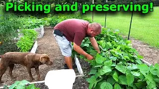 Garden is producing, picking and preserving vegetables! #785