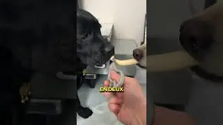 IS THIS OWNER RACIST?!! 😱🐶
