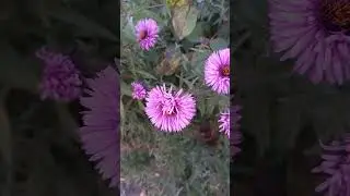 СЕНТЯБРИНКА !!! Flowers
