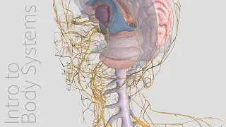 Introduction to the Nervous System -  Animated Tutorial | Complete Anatomy