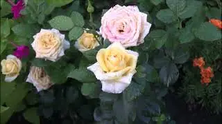 ИГОРЬ АШУРОВ - ЭТИ РОЗЫ ДЛЯ ТЕБЯ! 🌹🌹🌹