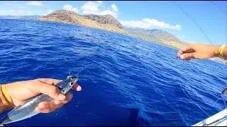 Live bait fishing in Hawaii and some reef fishing