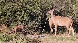 Waterbucks Chobe River Botswana