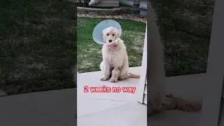 Puppy got spayed