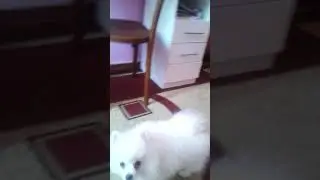 Мой новый шпиц)) читать описание