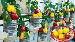 The Ultimate Guide to Balcony Bell Pepper Gardening