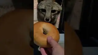 F.O.T.D. #387 Gray foxes love those bagels!