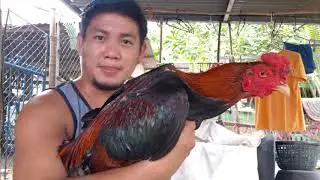 Pag aalaga ng Shamo at Aseel na Manok