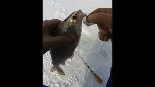 Выручает Безмотылка! Гвоздешарик хамелион(дискошарик)