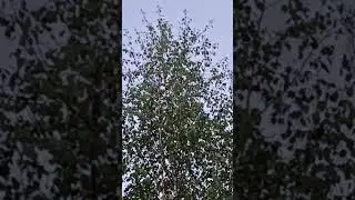 Любимое лакомство головля(Майский жук)