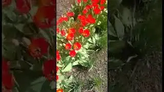 Гиаци́нт  Нарци́сс Тюльпаны