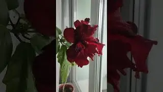 Роза не боится мороза!