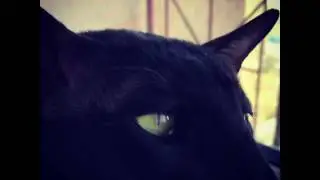 Oriental cat