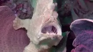 Ambon Maluku Islands Indonesia diving HD