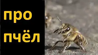 Про пчёл