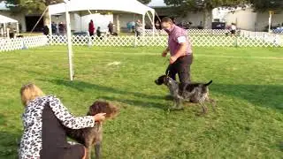 2020 Filer dog show fall 10/3/20