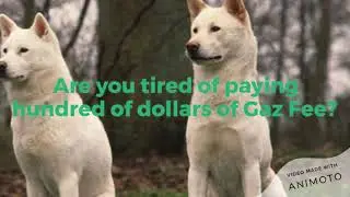 How to buy Kishu Inu Crypto with USDT (Cheap Fees)