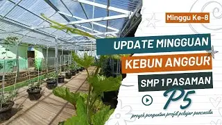 Update Minggu ke 8 Pertumbuhan Anggur di Kebun Anggur SMP 1 Pasaman Kabupaten Pasaman Barat