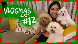POODLE VLOGMAS 2023 | Thank you for an Amazing Year with the Poodles!