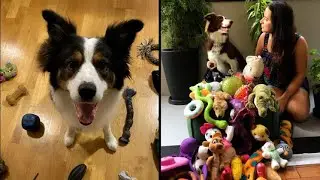 The 6 Smartest Dogs in the World According to the Genius Dog Challenge