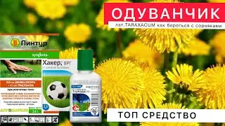 ОДУВАНЧИК memento mori НАРОДНОЕ СРЕДСТВО