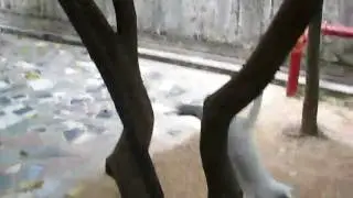 伊織從樹上下來