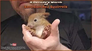 A decade's worth of Squirrels