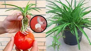 How To Grow Spider Plants In Tomato | We Use  Powerful Tablets For Growing Spider Plant