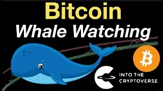 Whale Watching