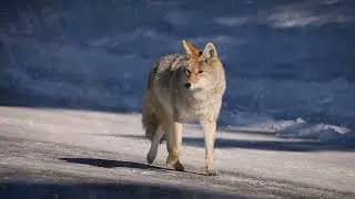 Flower Hill Institute Rewilding - short version