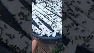 Поилка для пчел #анатолийстрелец