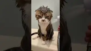 Angry kitty #funny #cat #kitten #kitty #lovely