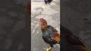 бойцовый петух