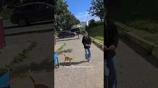 #влог #cat #творидобро