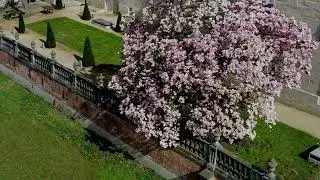 Magnolia bloeit in Abdij van Park