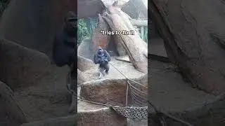 Huge Silverback Breaks Rope LIVE on Gorilla Cam 🦍
