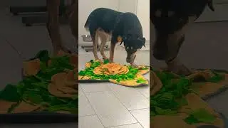 Унесла ковер к себе в гнездо😁😁😁 #собака #игра #дом