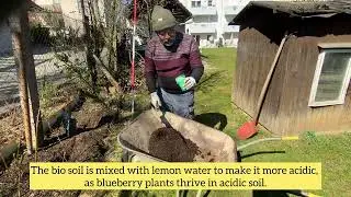 How to Grow Blueberries at Home | Step-by-Step Planting Guide!