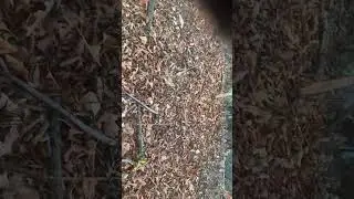 Fox call (I think?)