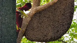 Top HONEY nests, Success harvesting Honey is Unbelievable Without Protection!!.. Delicious 🐝🐝