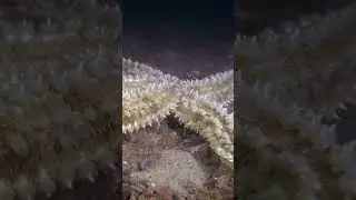 Up Close With Marthasterias Starfish ⭐️