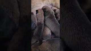 Ведется бронь на малинуа🔥