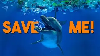 Save The Ocean With Mr Beast 